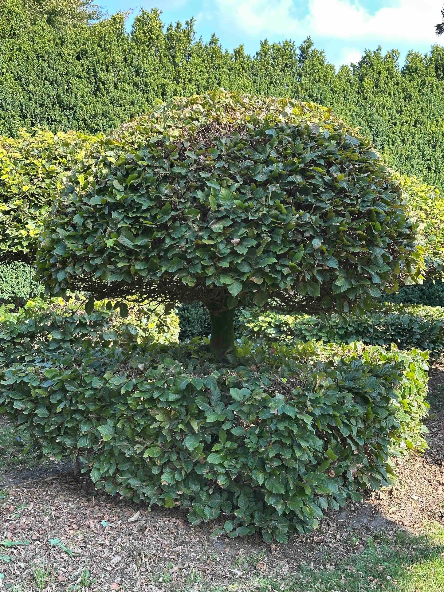 FS TOPIARY #066