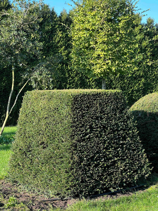 TB TOPIARY #71