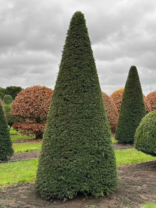 TB TOPIARY #376