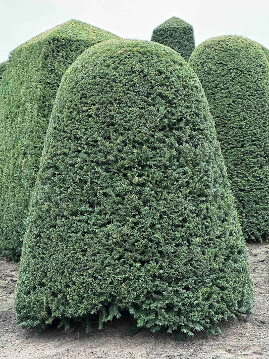 TB TOPIARY #113