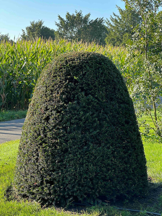 TB TOPIARY #73