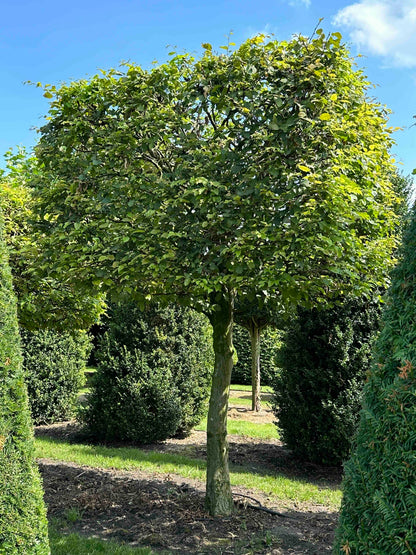 CB TOPIARY #002