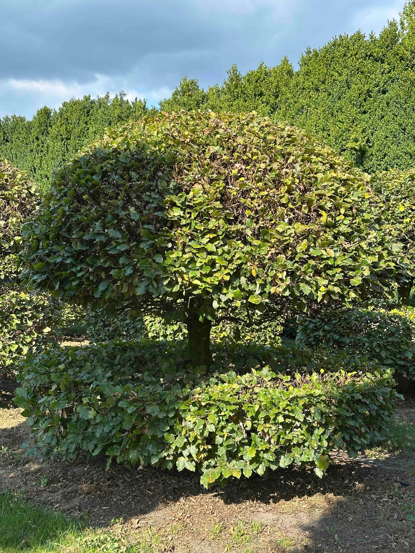 FS TOPIARY #073