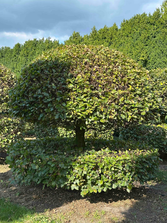 FS TOPIARY #073