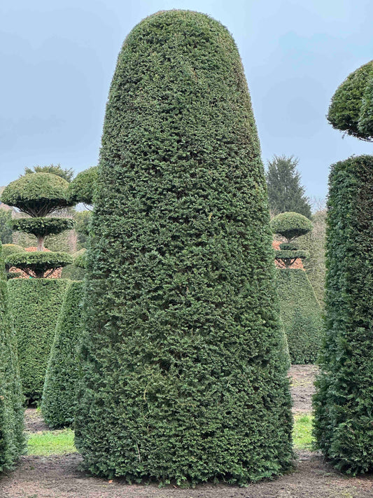 TB TOPIARY #159