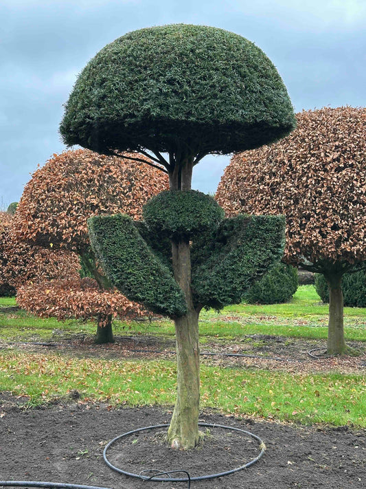 TB TOPIARY #366