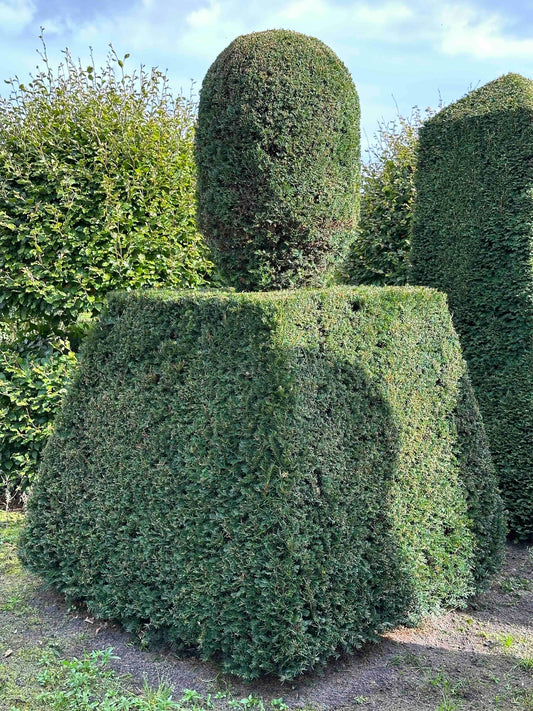 TB TOPIARY #344