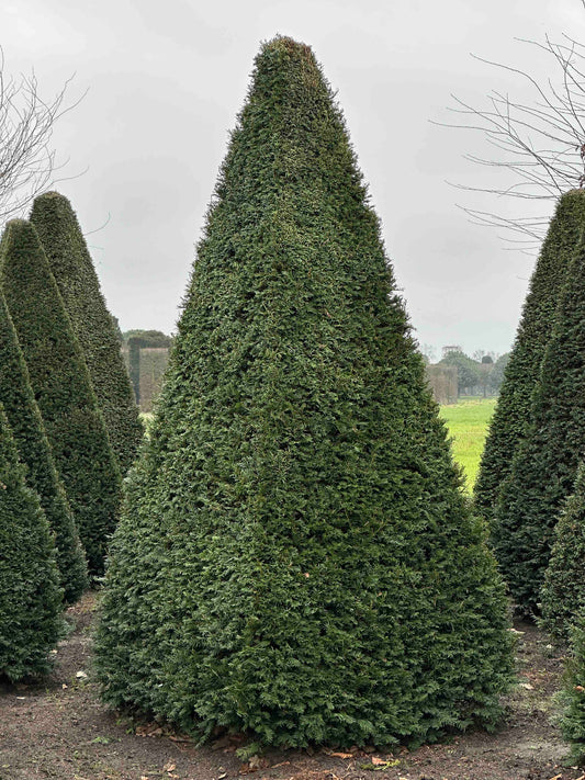 TB TOPIARY #241
