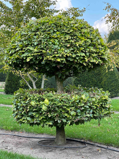 FS TOPIARY #245