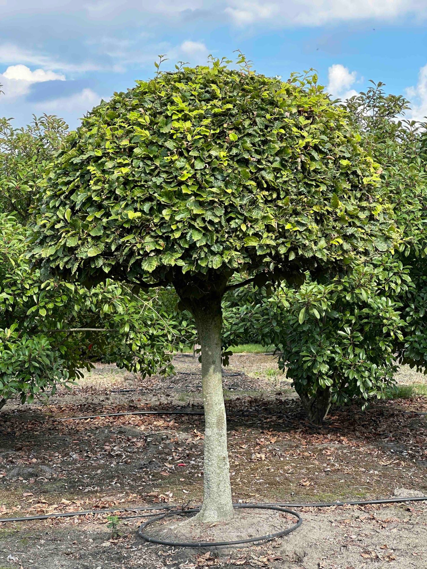 FS TOPIARY #178