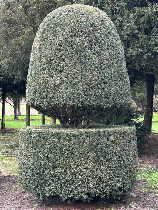 TB TOPIARY #397