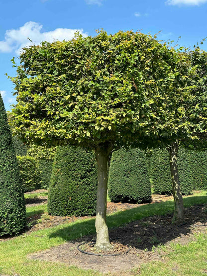 CB TOPIARY #001