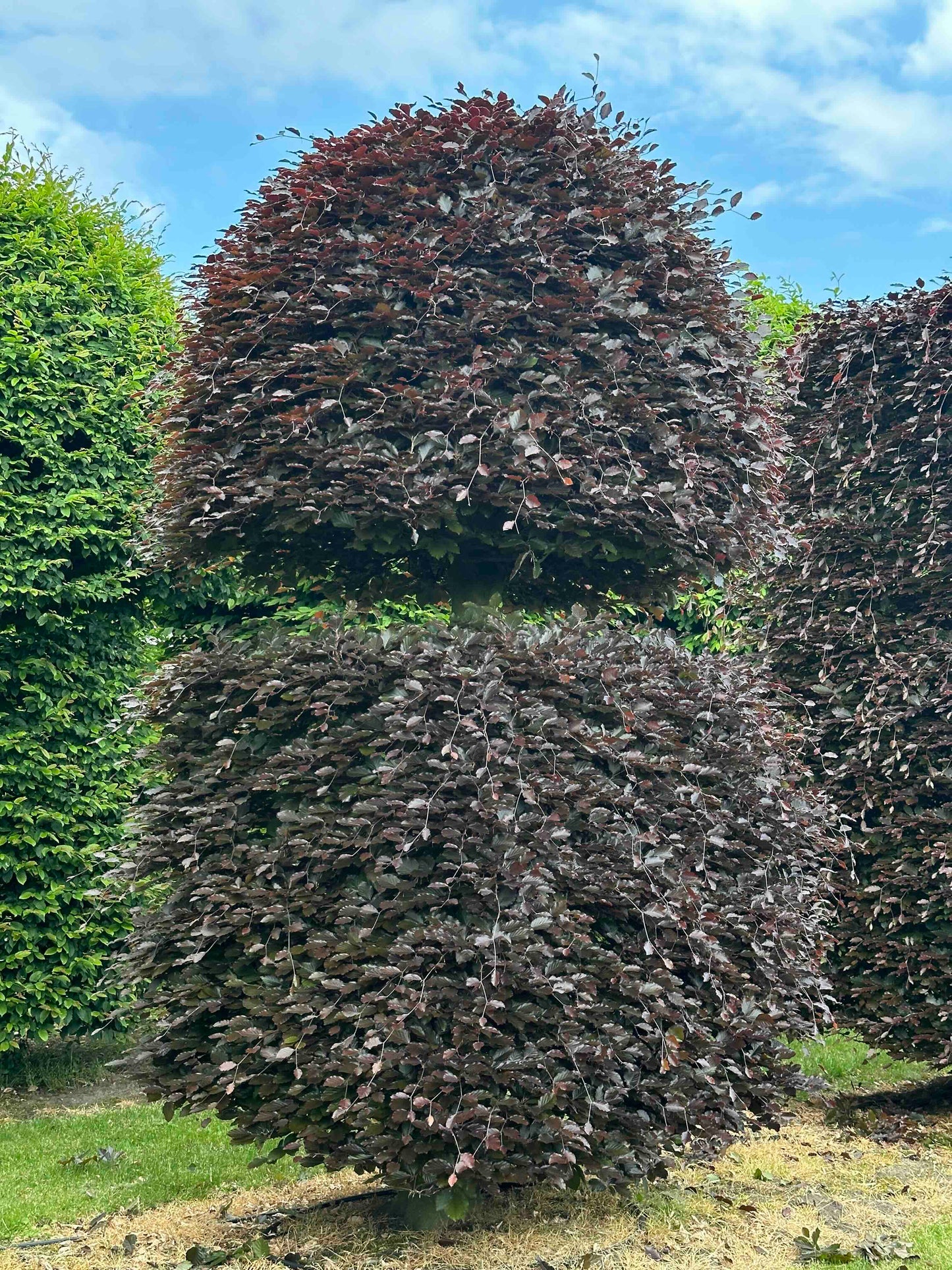 FSA TOPIARY #30