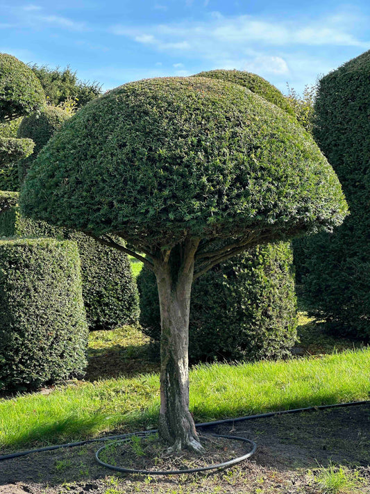 TB TOPIARY #297