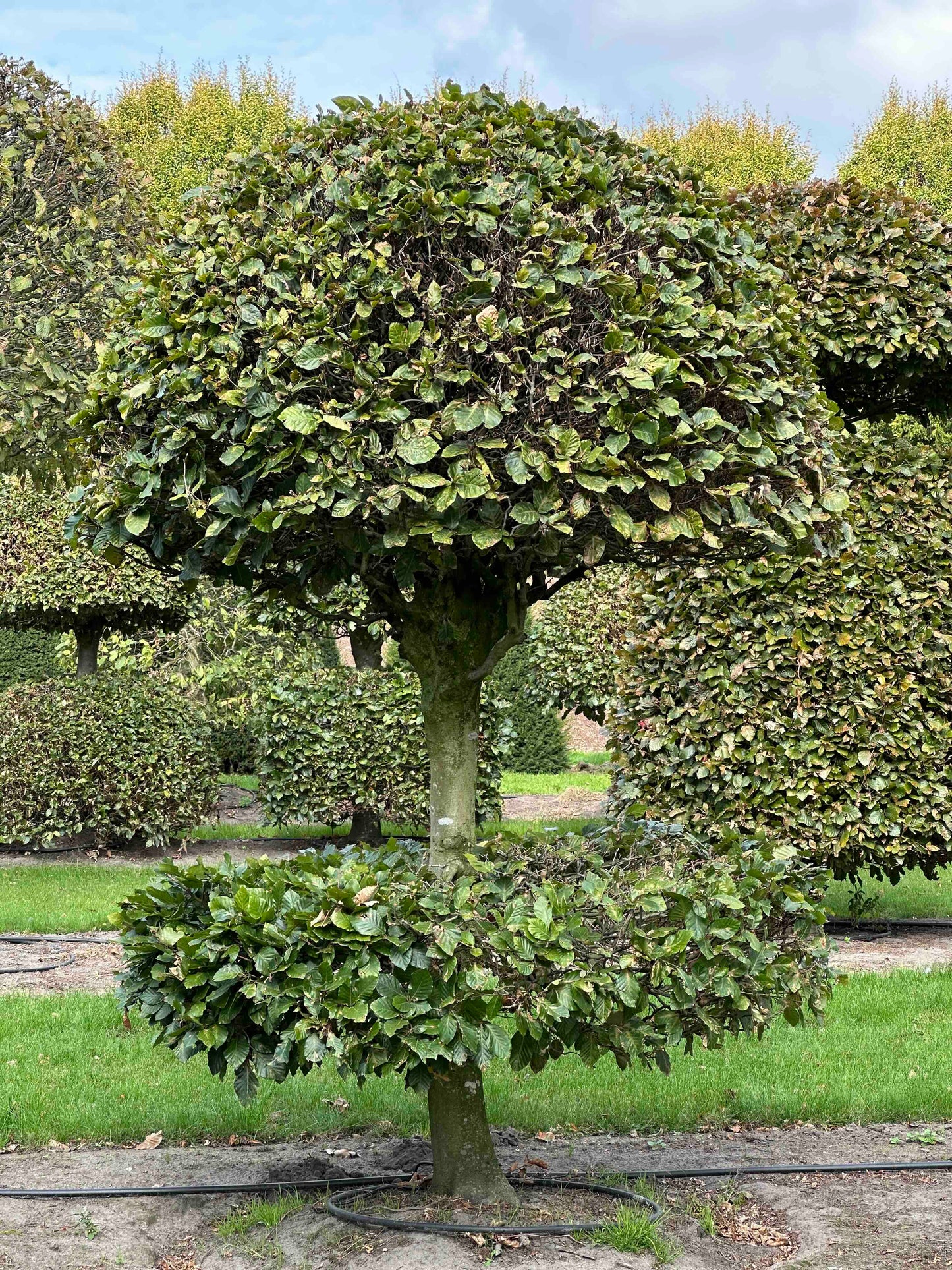 FS TOPIARY #085