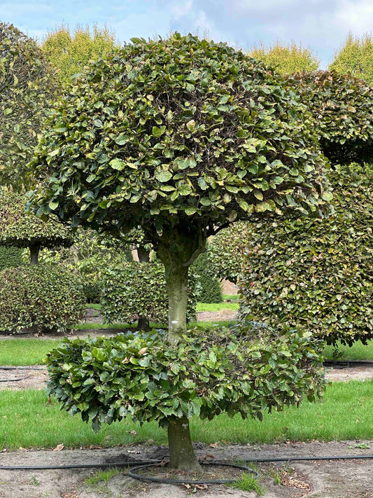 FS TOPIARY #085