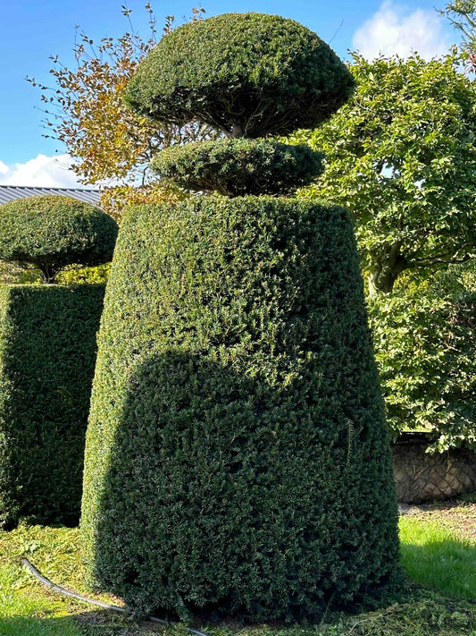 TB TOPIARY #030