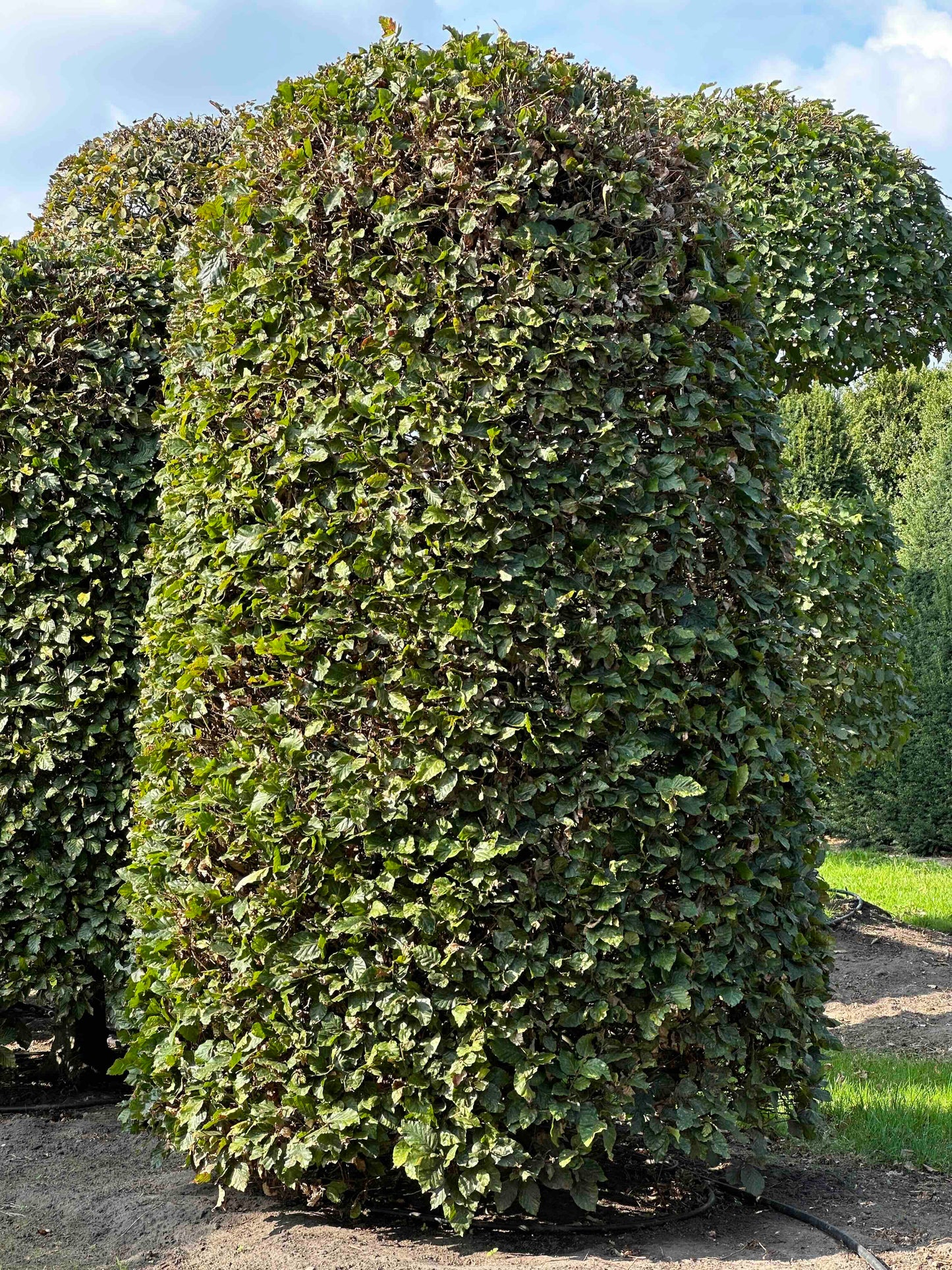 FS TOPIARY #123
