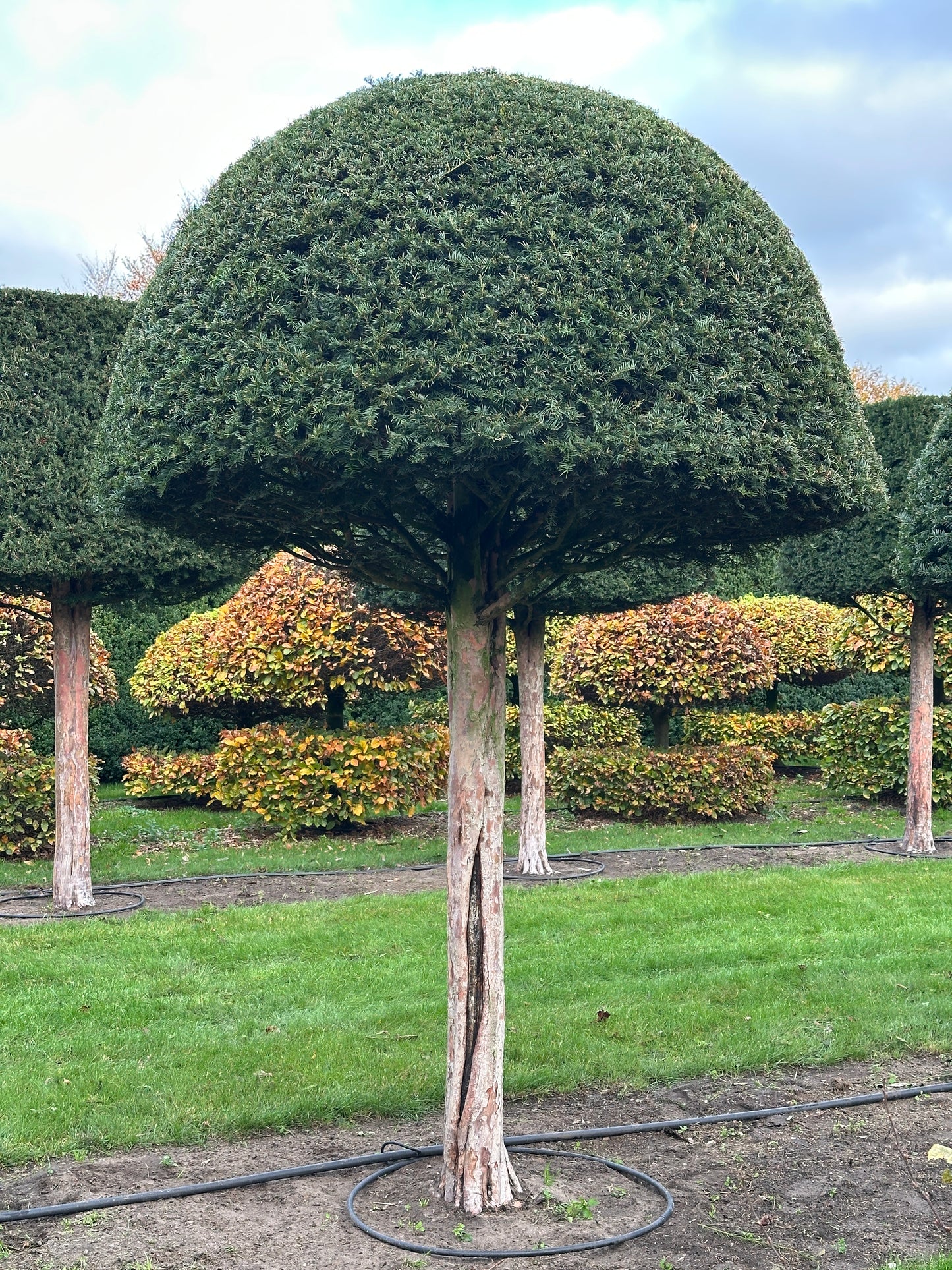 TB TOPIARY #576