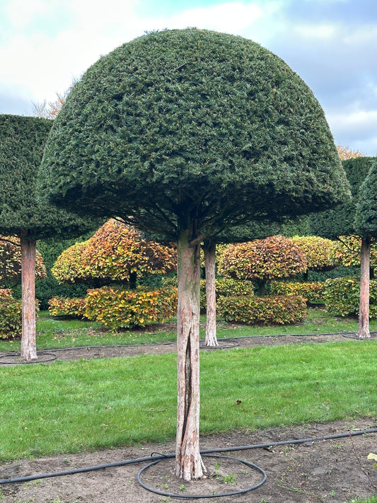 TB TOPIARY #576