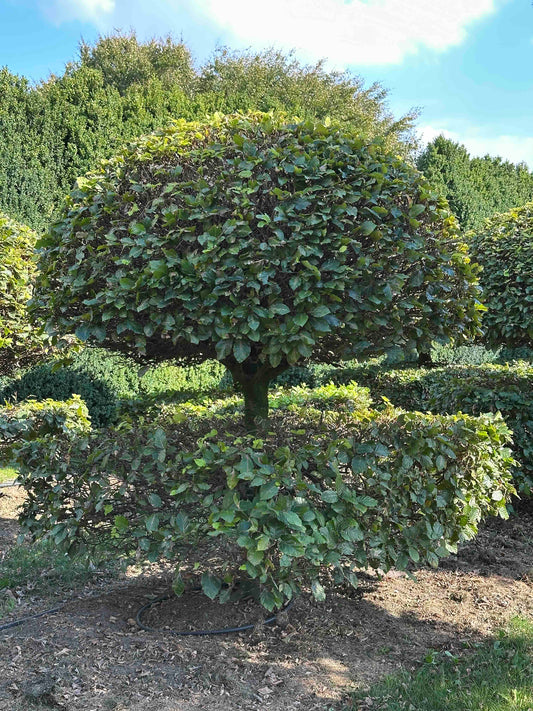 FS TOPIARY #076