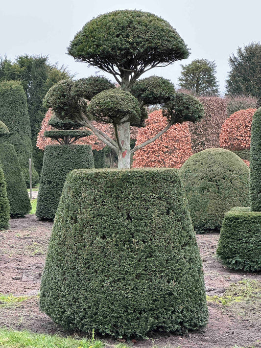 TB TOPIARY #147