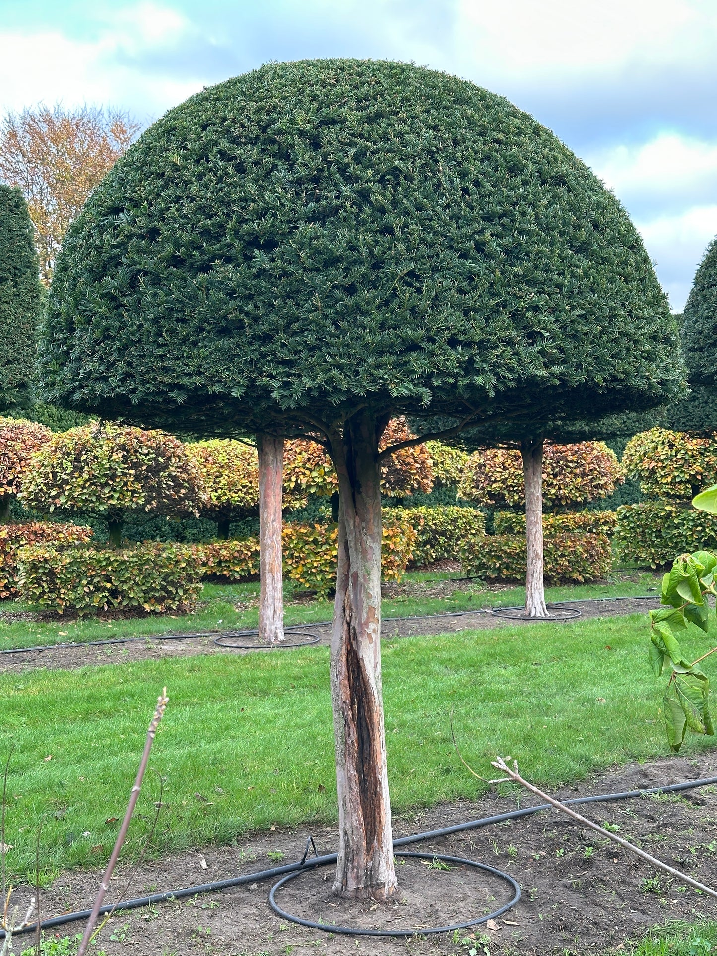 TB TOPIARY #575