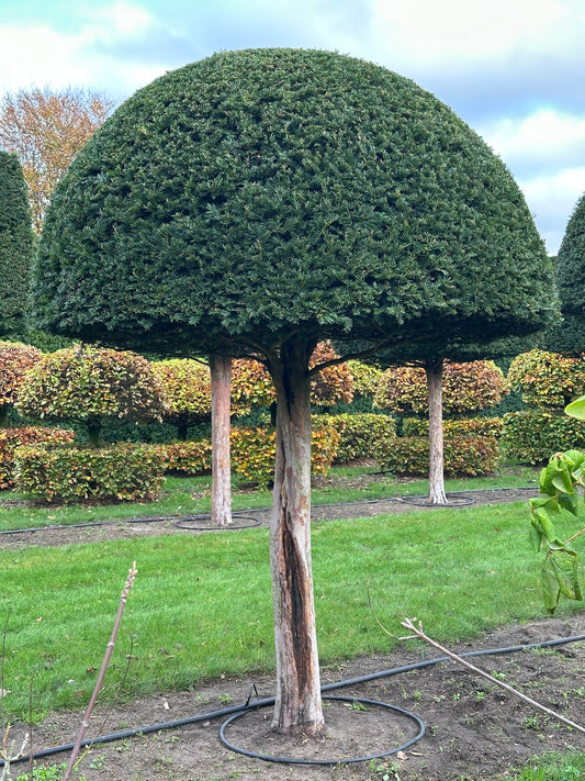 TB TOPIARY #575