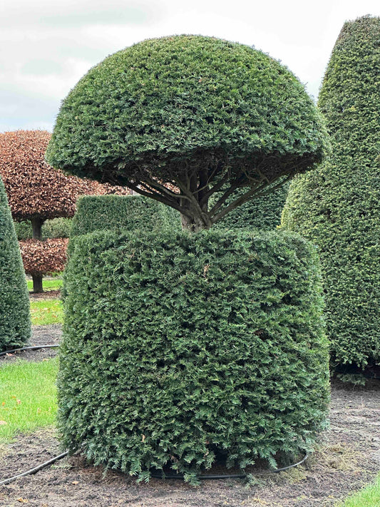 TB TOPIARY #380