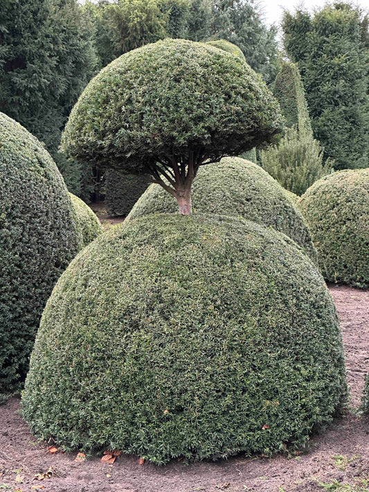 TB TOPIARY #464