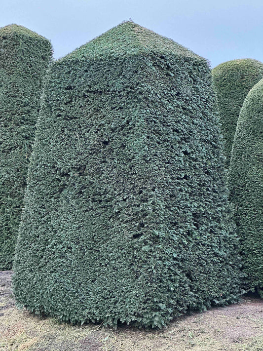TB TOPIARY #122