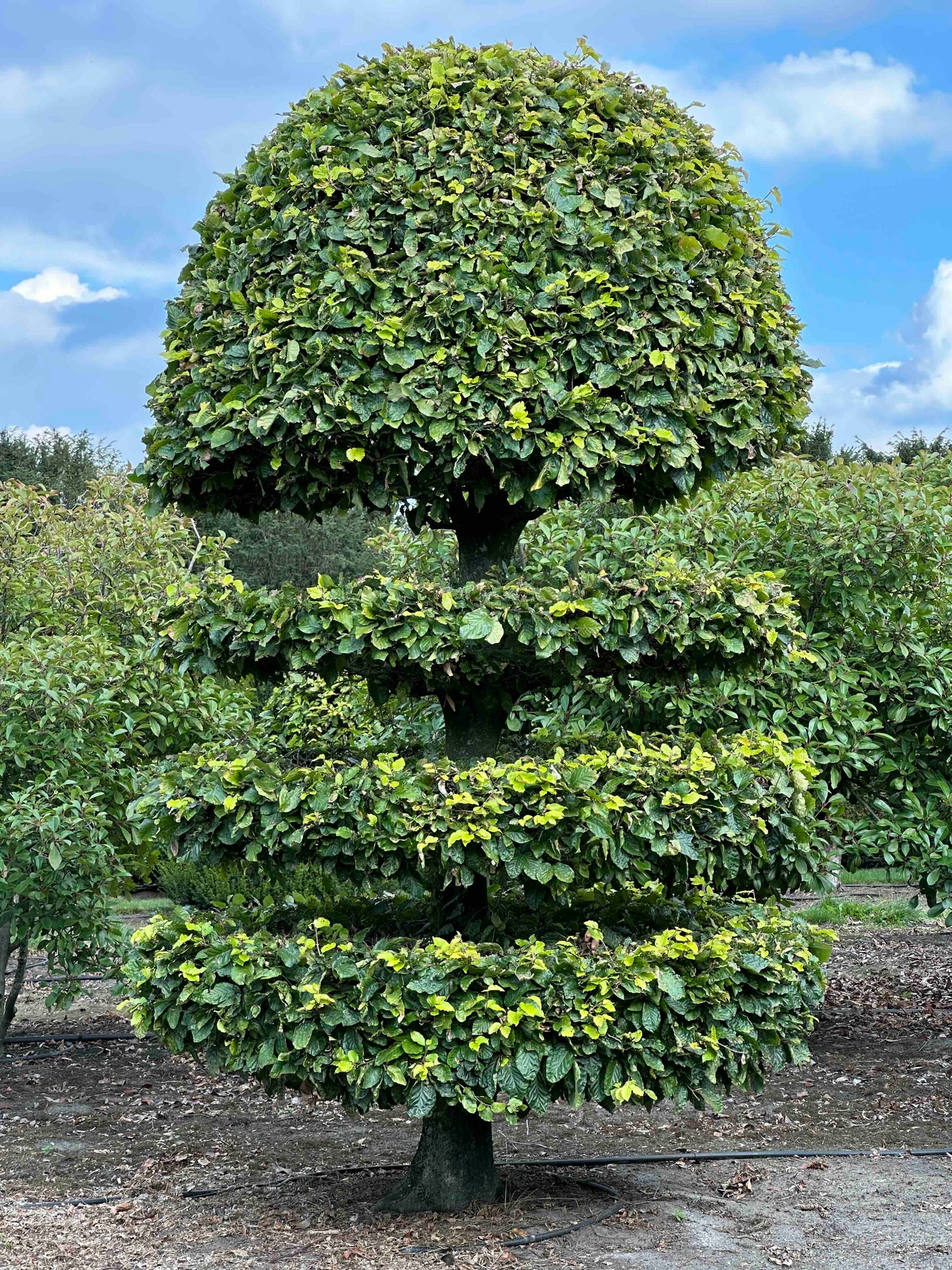 FS TOPIARY #181