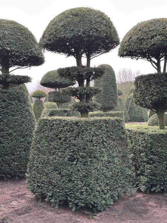 TB TOPIARY #179