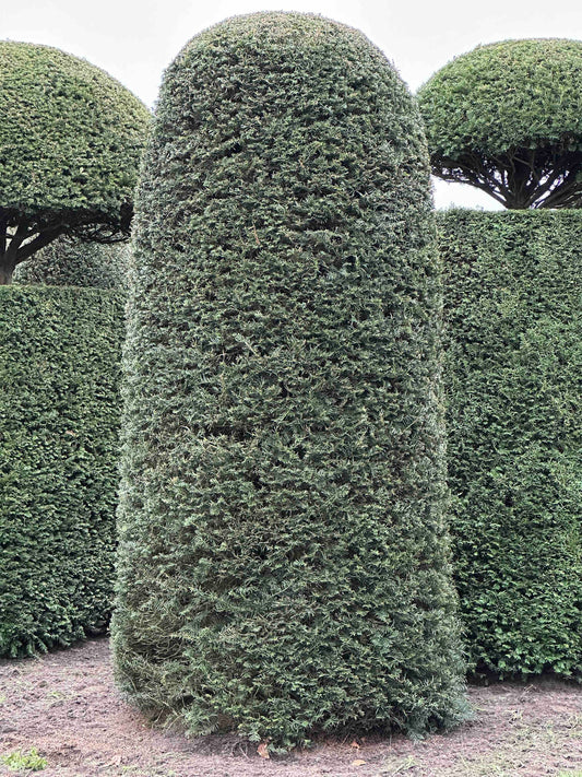 TB TOPIARY #146