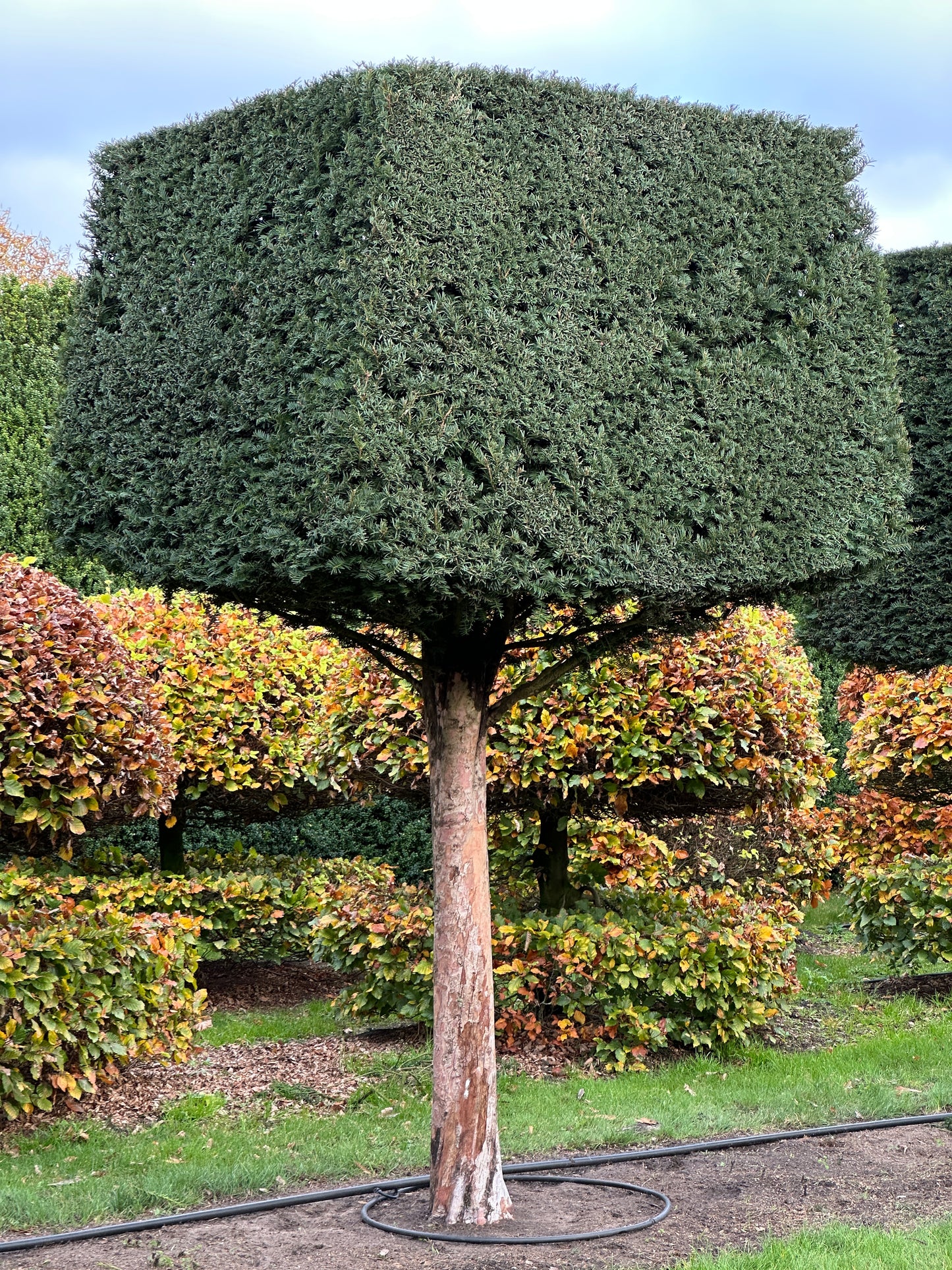 TB TOPIARY #564