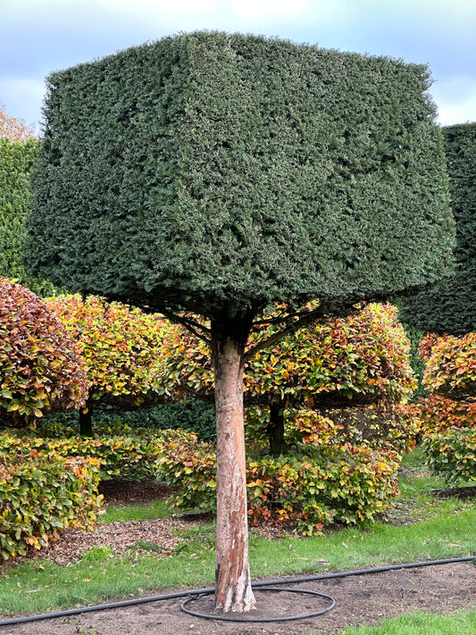 TB TOPIARY #564