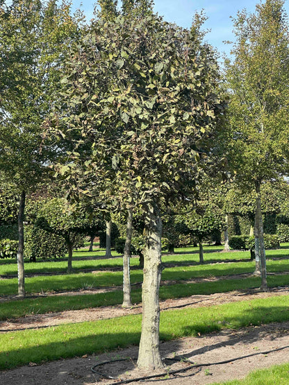 CB TOPIARY #136