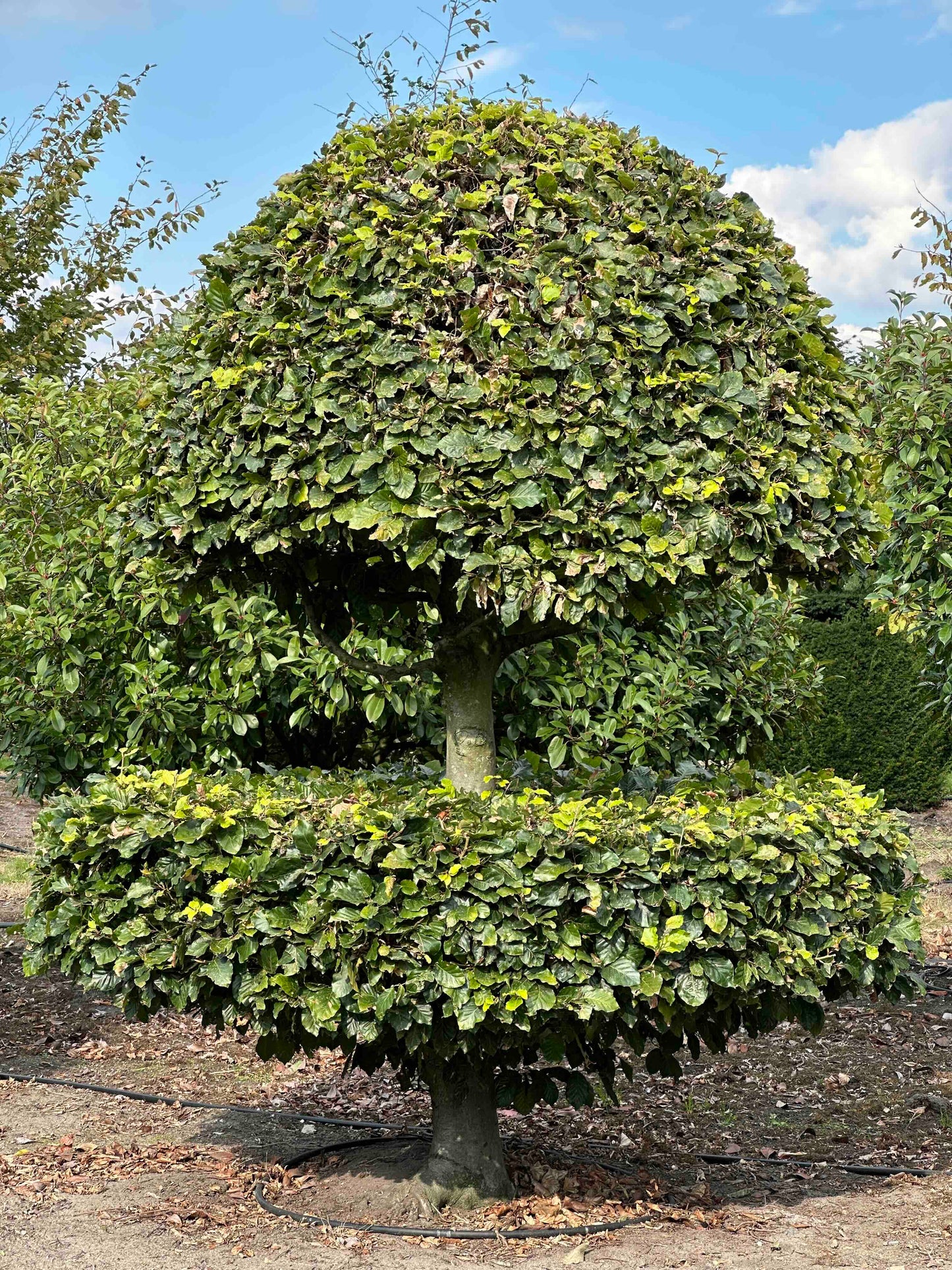 FS TOPIARY #172
