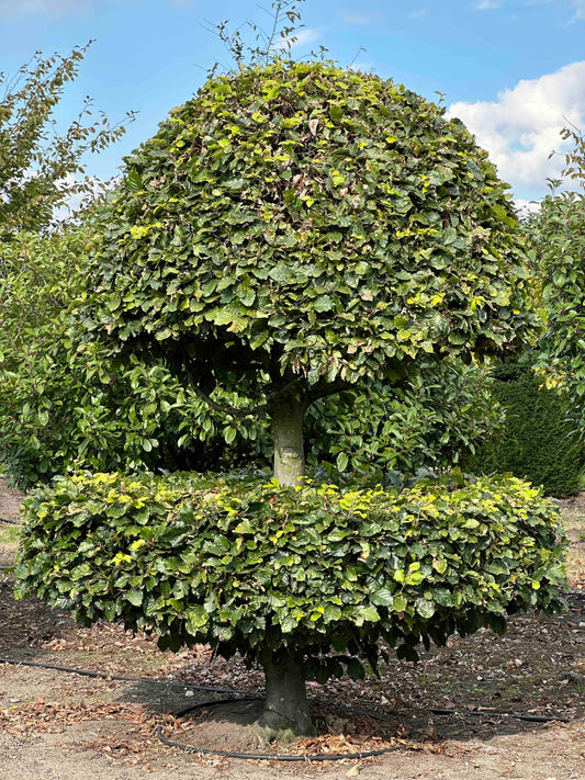 FS TOPIARY #172