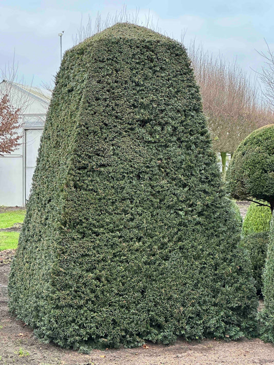 TB TOPIARY #437