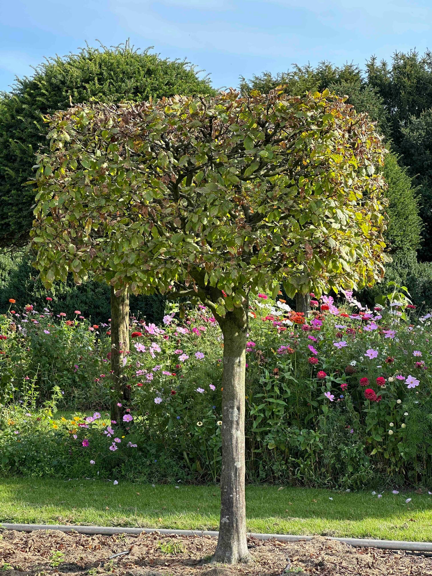 CB TOPIARY #114