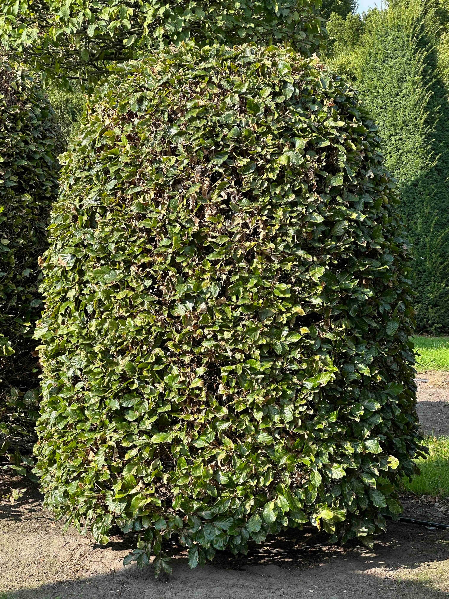 FS TOPIARY #115