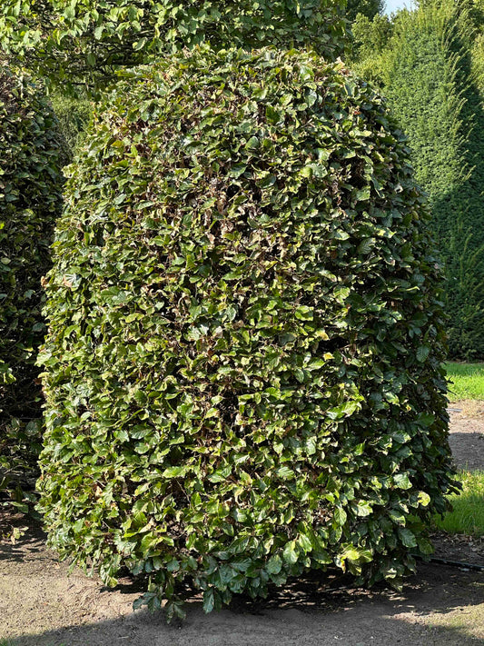 FS TOPIARY #115