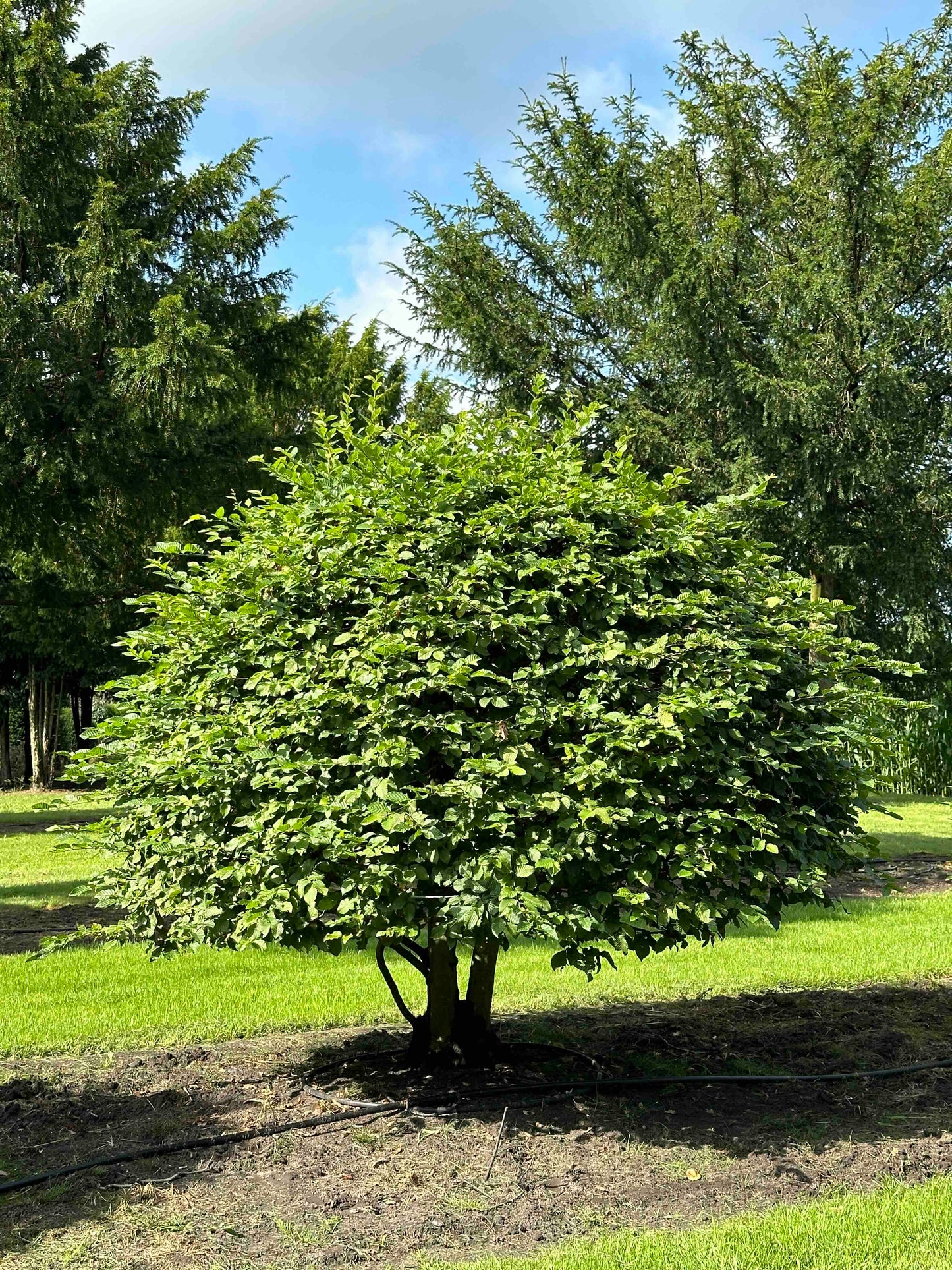 CB TOPIARY #176