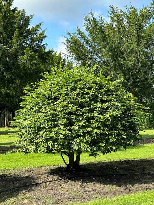 CB TOPIARY #176