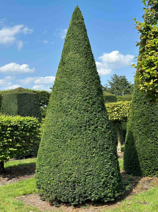 TB TOPIARY #034