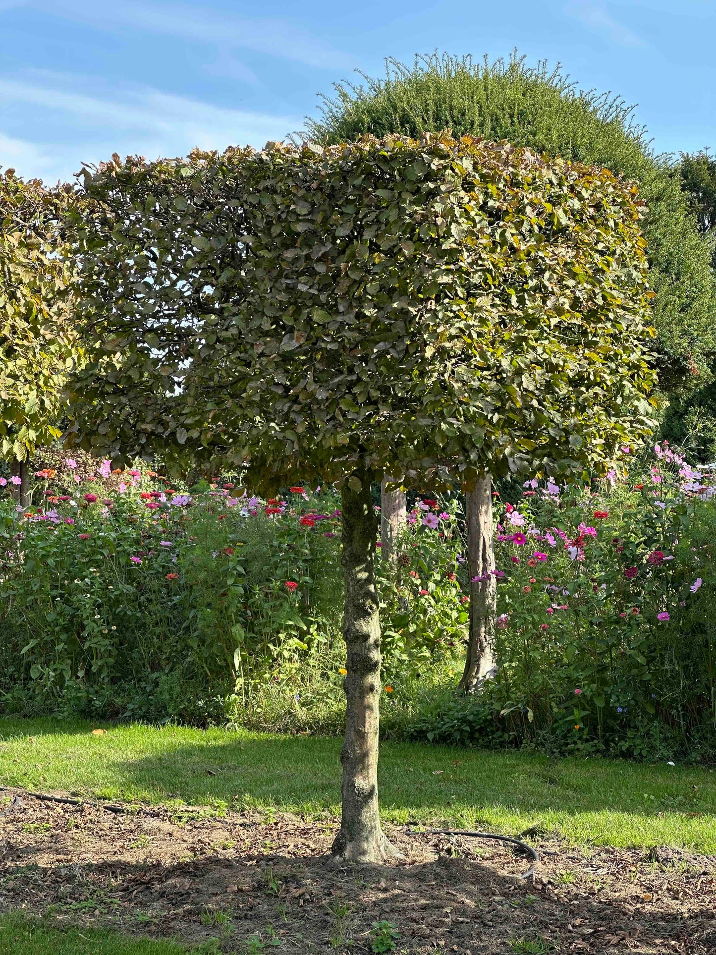 CB TOPIARY #099