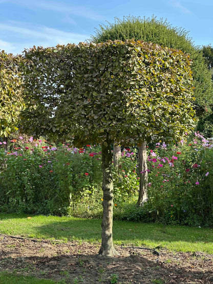 CB TOPIARY #099