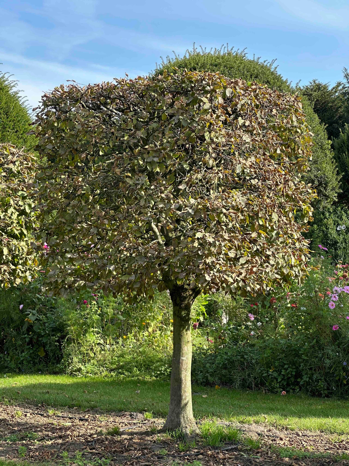 CB TOPIARY #104