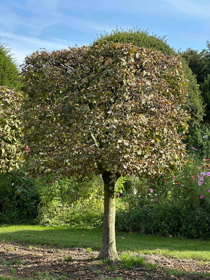 CB TOPIARY #104